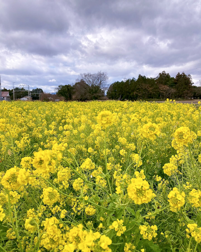 斎宮跡、菜の花、1月春の花、三重県多気郡の観光・撮影スポットの名所